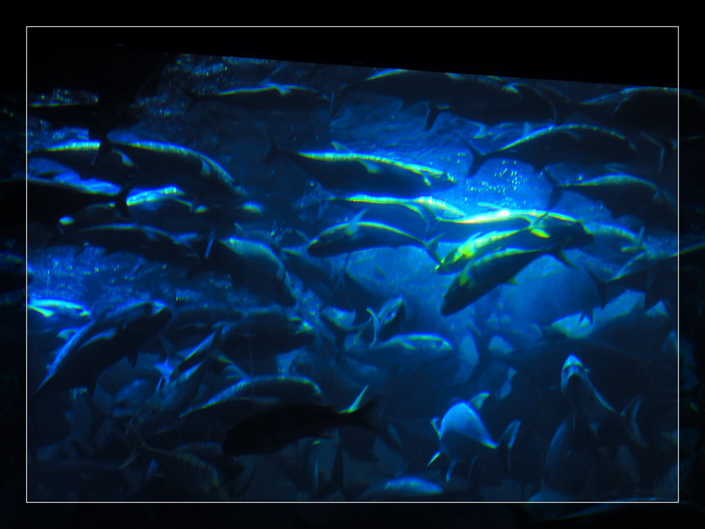 Dubai Aquarium